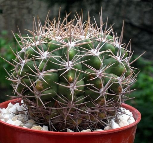 Gymnocalycium_ mostii_ v.kurtzianum _b1